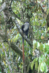 Cercopithecus ascanius schmidti