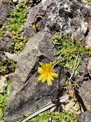 Microseris scapigera