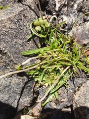 Microseris scapigera