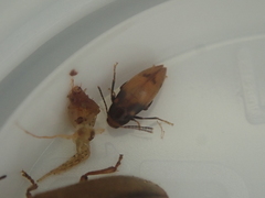 Melandryidae