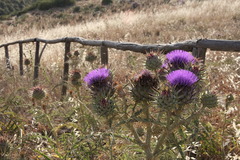 Cynara cardunculus cardunculus