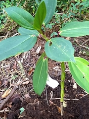 Meriania nobilis