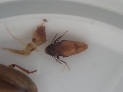 Melandryidae