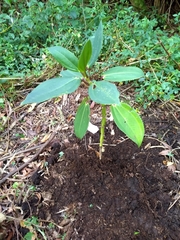 Meriania nobilis
