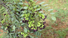 Dalbergia miscolobium