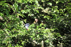 Alectroenas pulcherrimus