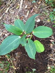 Meriania nobilis