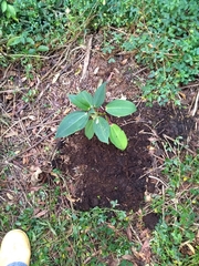 Meriania nobilis