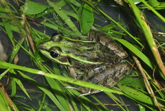 Lithobates lenca