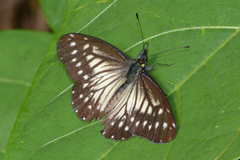 Catasticta reducta