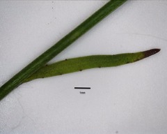Wahlenbergia multicaulis