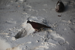Nesoenas picturatus