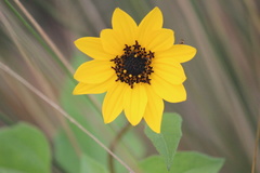 Helianthus debilis image