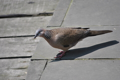 Streptopelia chinensis
