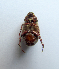 Phyllophaga