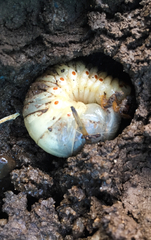 Oryctes nasicornis