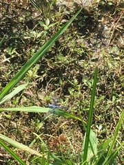 Pachydiplax longipennis