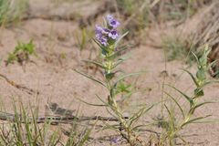 Penstemon haydenii