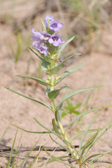 Penstemon haydenii