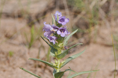 Penstemon haydenii