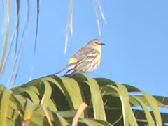 Setophaga coronata auduboni
