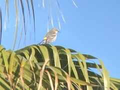 Setophaga coronata auduboni