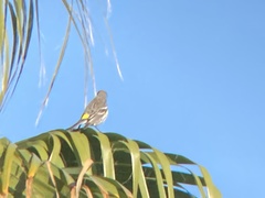 Setophaga coronata auduboni