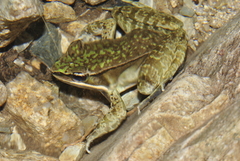 Lithobates maculatus