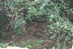 Bambusicola thoracicus