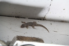 Hemidactylus palaichthus