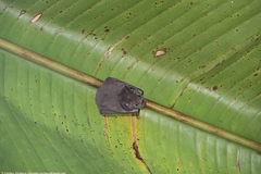 Rhinophylla pumilio