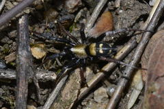 Callilepis schuszteri