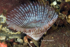 Bispira pacifica