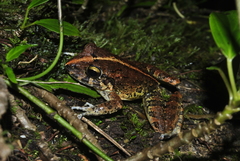 Craugastor aurilegulus