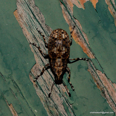 Anthribidae