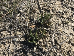 Dudleya multicaulis