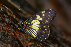 Catasticta sisamnus