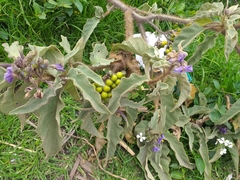 Solanum crinitipes
