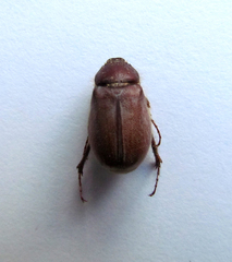 Phyllophaga