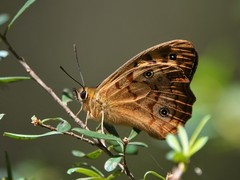 Heteronympha paradelpha