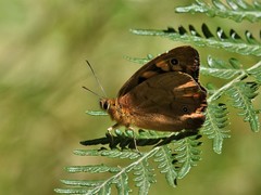 Heteronympha paradelpha