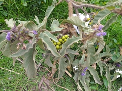 Solanum crinitipes