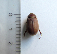 Phyllophaga