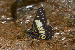 Catasticta sisamnus telasco