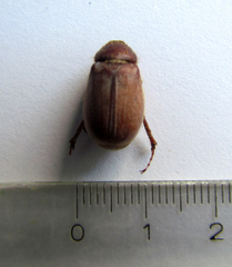 Phyllophaga