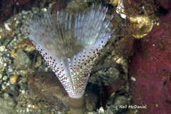 Bispira pacifica