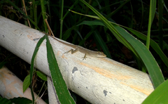 Anolis wellbornae