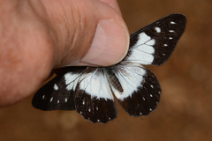 Catasticta sisamnus telasco