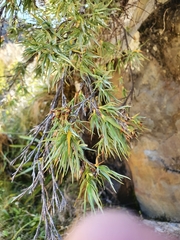 Dracophyllum pubescens