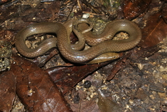 Hydromorphus concolor